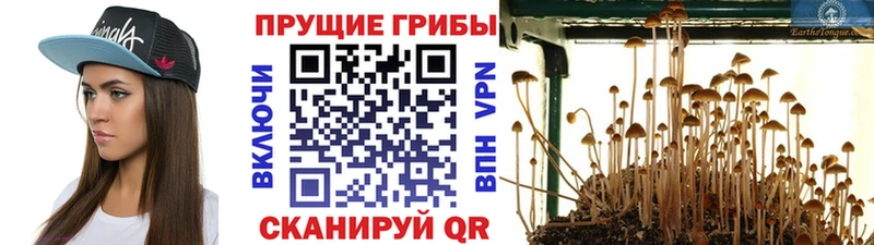 blacksprut ссылка  Радужный  Галлюциногенные грибы прущие грибы 